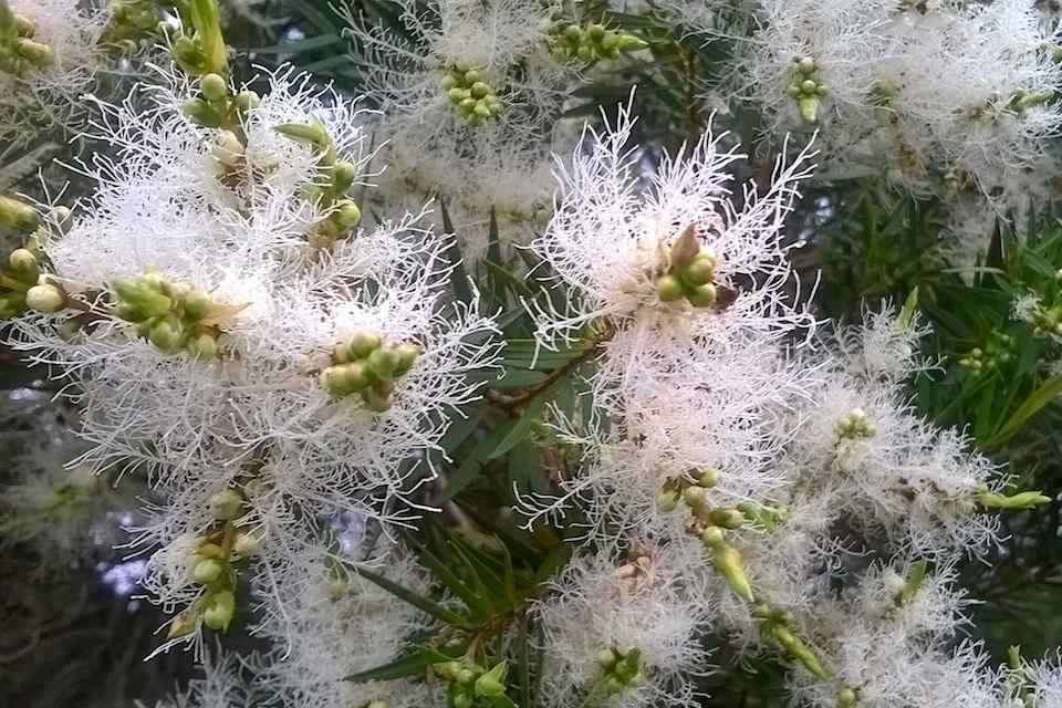 This is what the flowers of Snow-in-Summer (Melaleuca linariifolia) look like close up. They are actually quite fluffy. On reflection, they look not unlike snowflakes. I wonder if each inflorescence is unique in form? Image by Leon Fuller.  