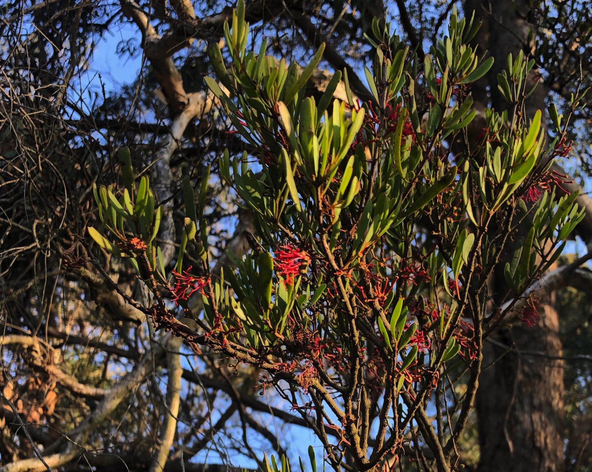 Croom BioBlitz an opportunity for budding citizen scientists