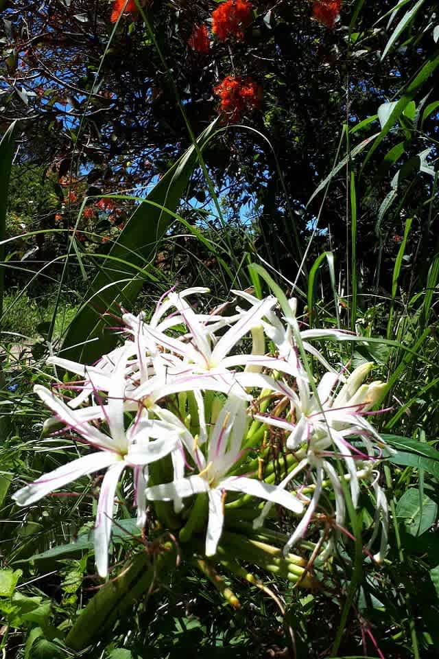 Swamp Lily (Crinum pedunculatum) flowers are extremely appealing. They grow in umbels (clusters at the end of the flower stem or scape) of between 10 and 40 separate flowers. Image by Carl Glaister.  