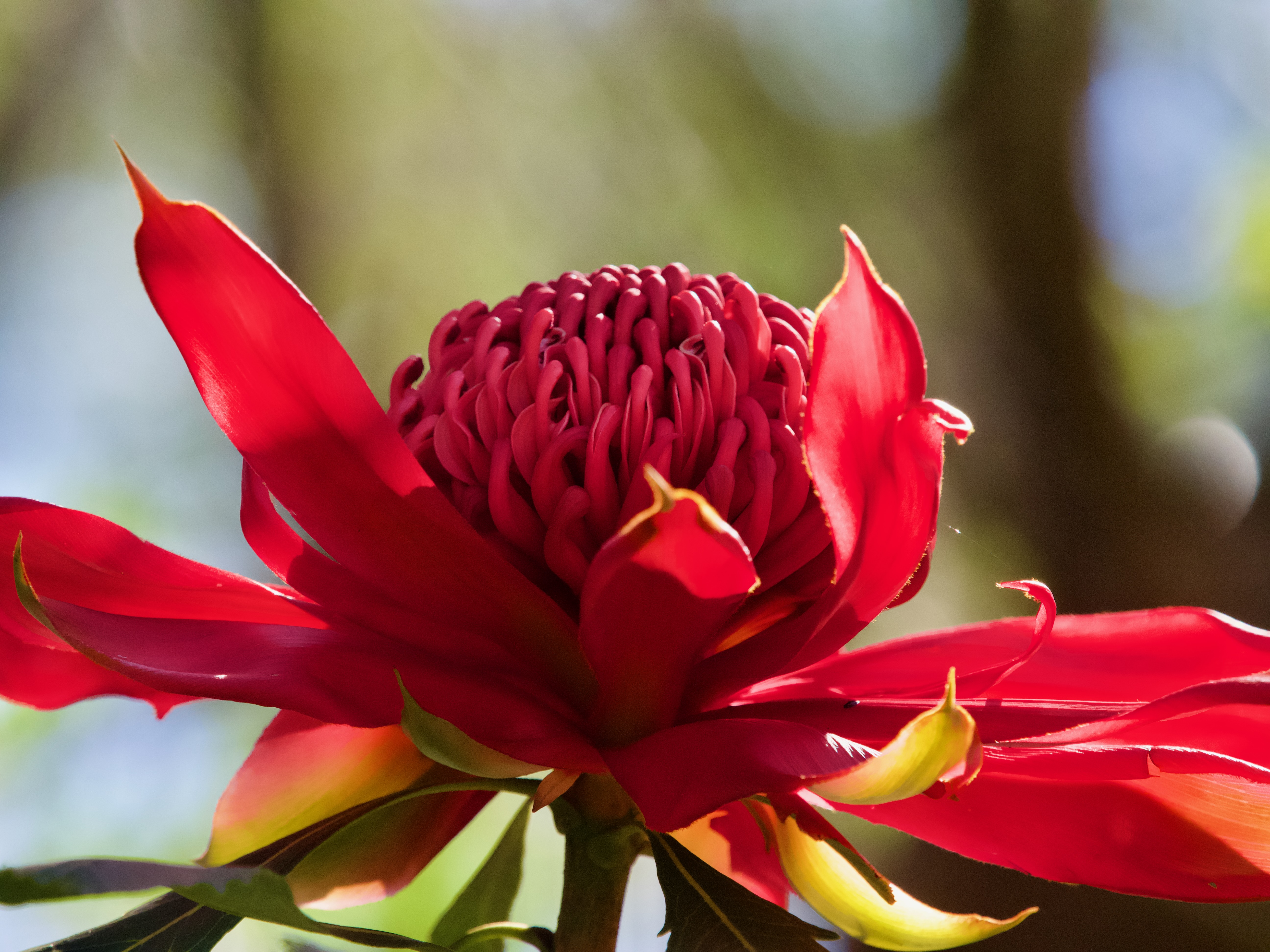 Wander for waratahs and wildflowers