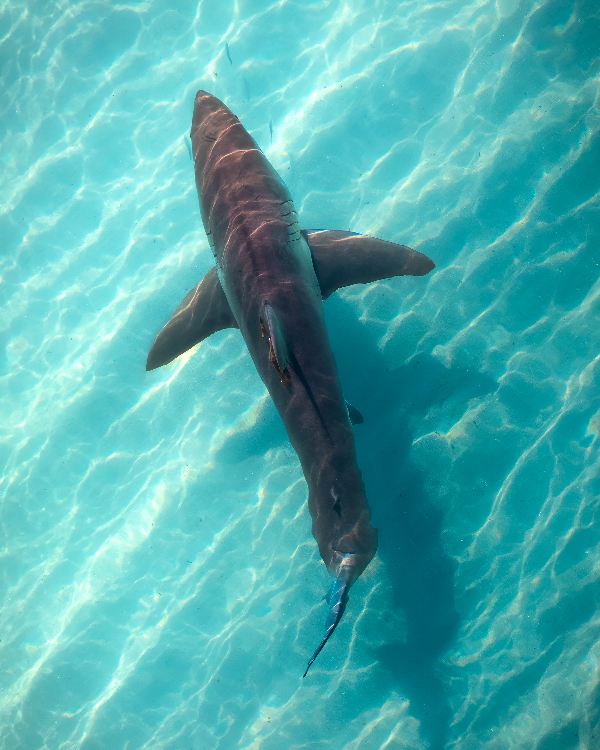 Ashley Sykes: a bird's eye view of the wonders of the ocean