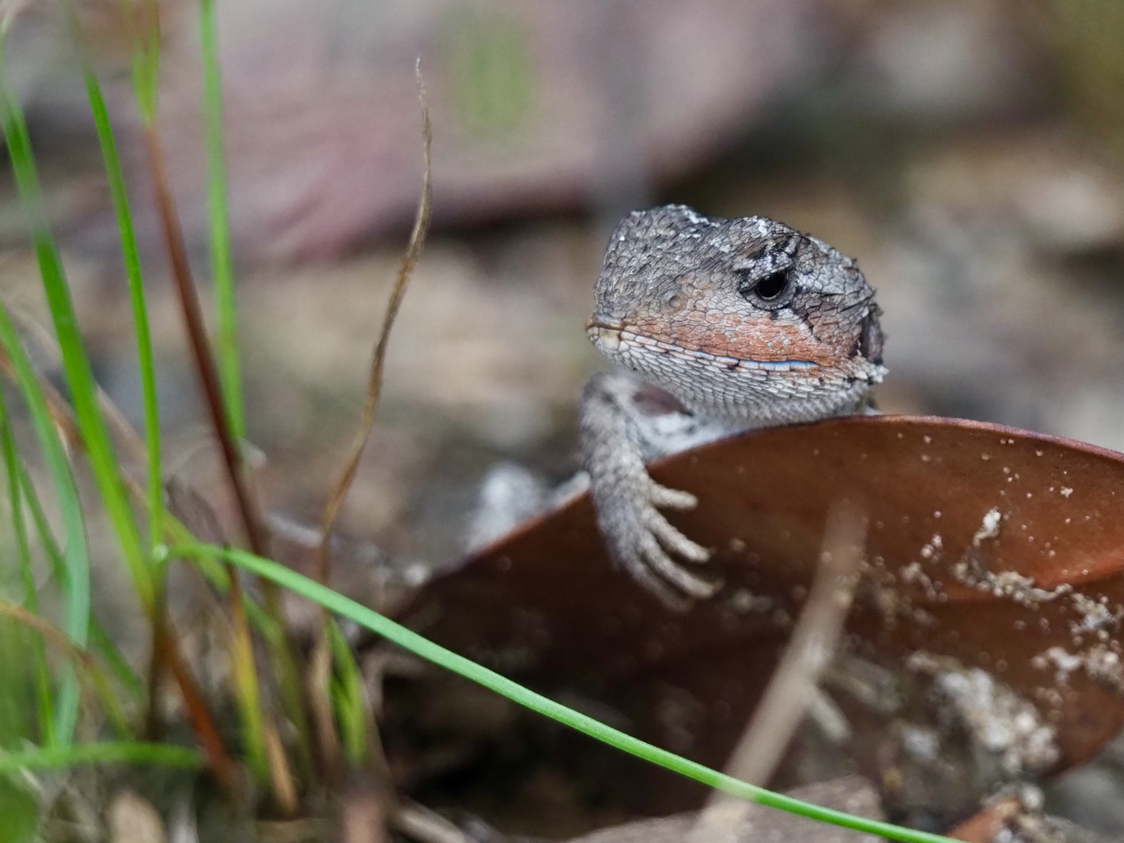 Meet the Mountain Dragon