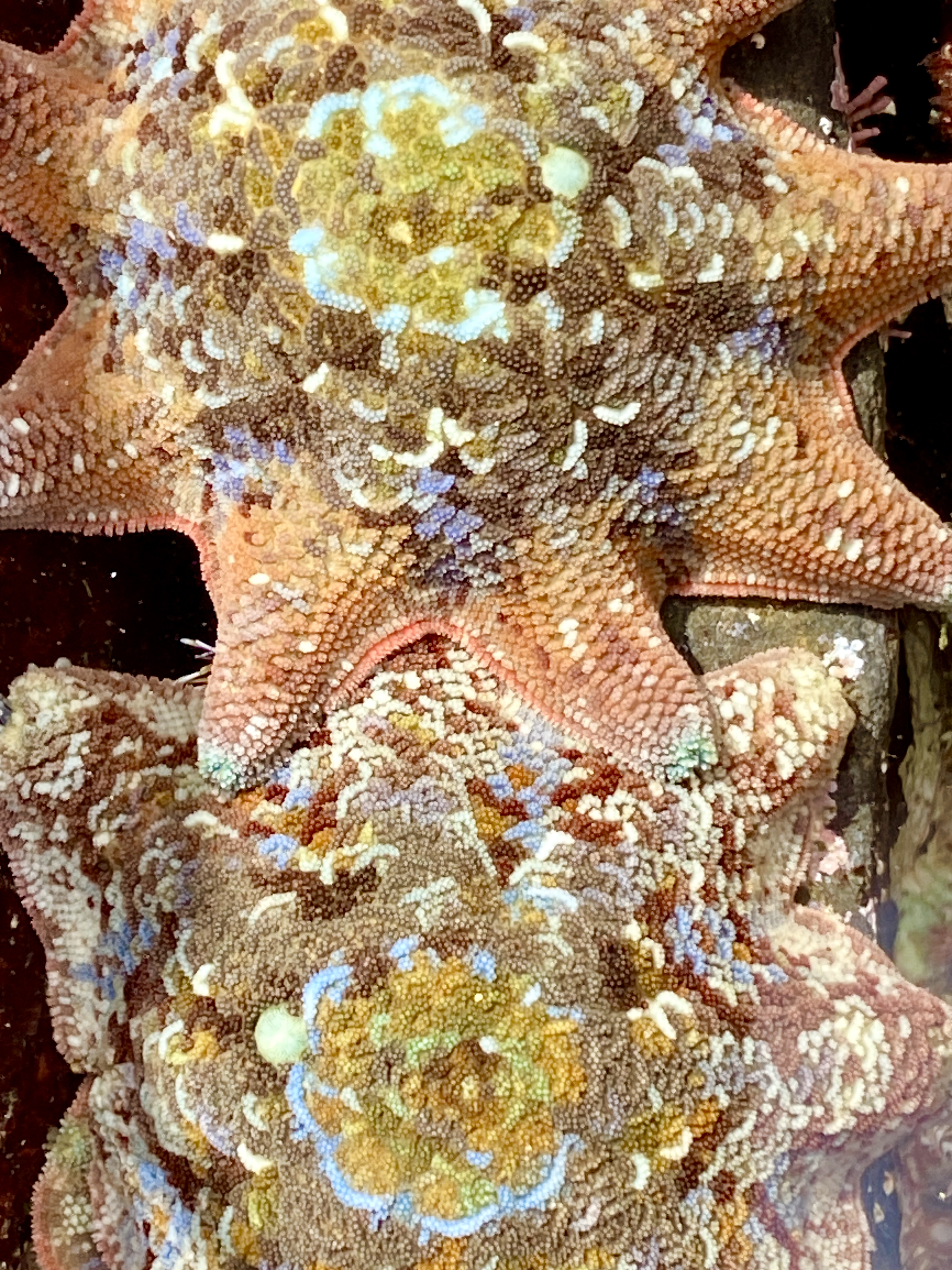 Rockpool Ramble: When sea stars align