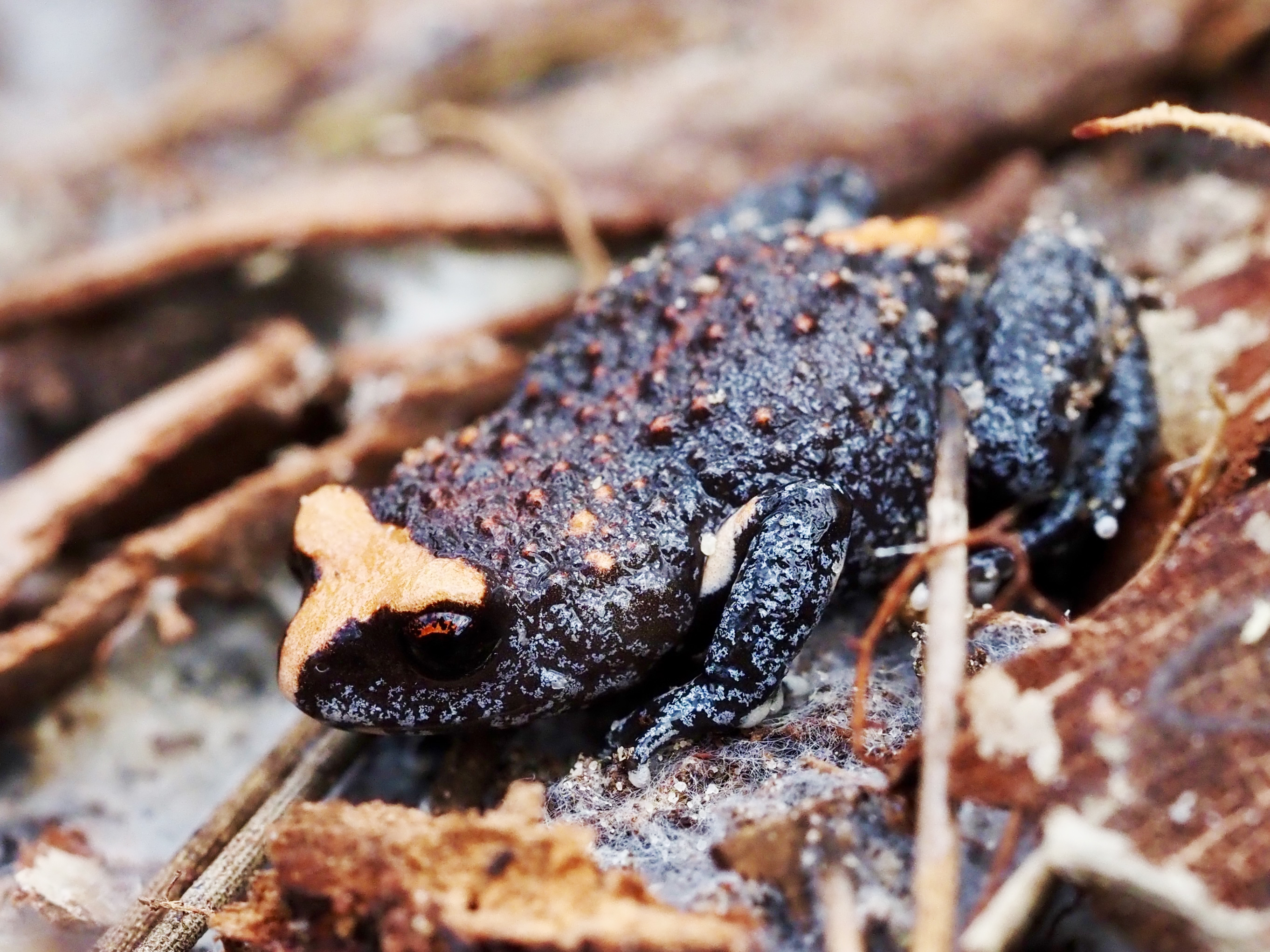 Toadlet of Darkes Forest