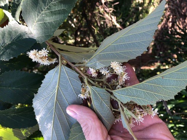 Tree of the month: Brown Kurrajong