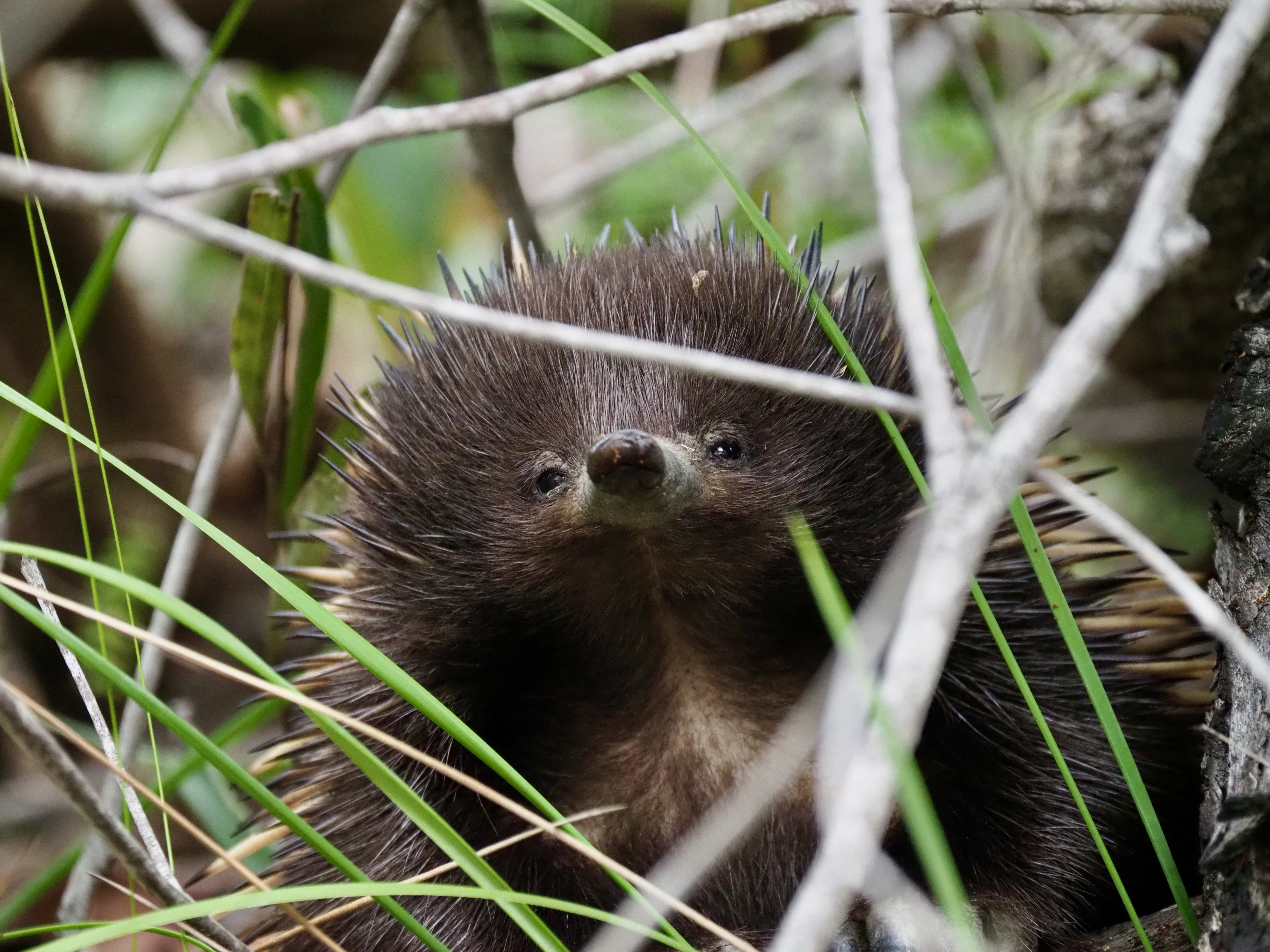 'Echidnas are weird'