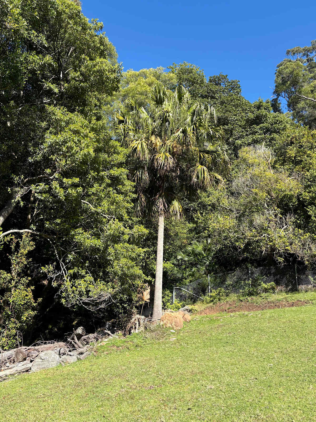 A Cabbage Tree or Dharawal Palm just coming into flower on the escarpment. Image by Emma Rooksby. 