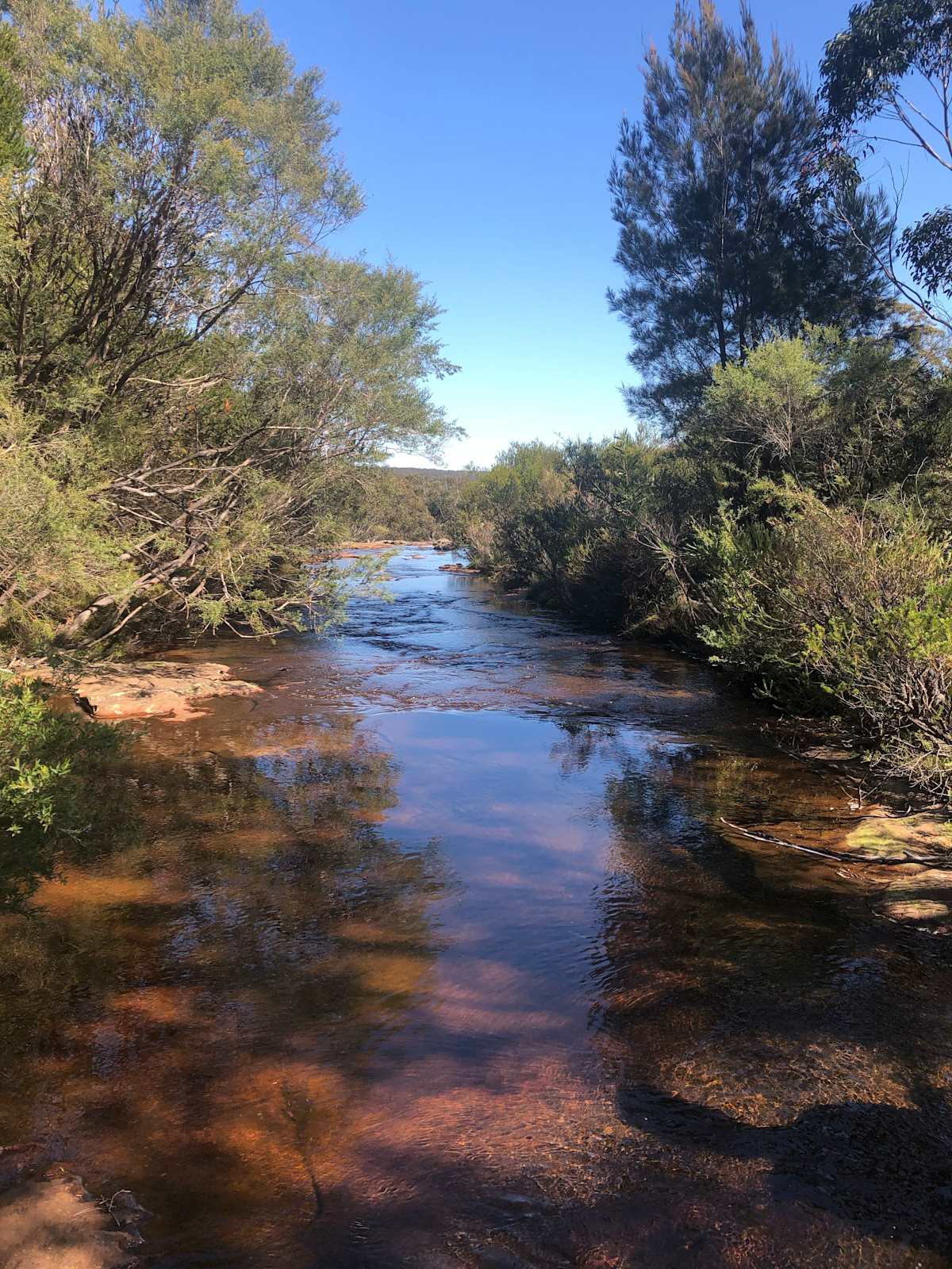 Maddens Creek, just above Maddens Falls, where the vegetation either side of the creek tends towards coastal upland swampland. Image by Emma Rooksby.