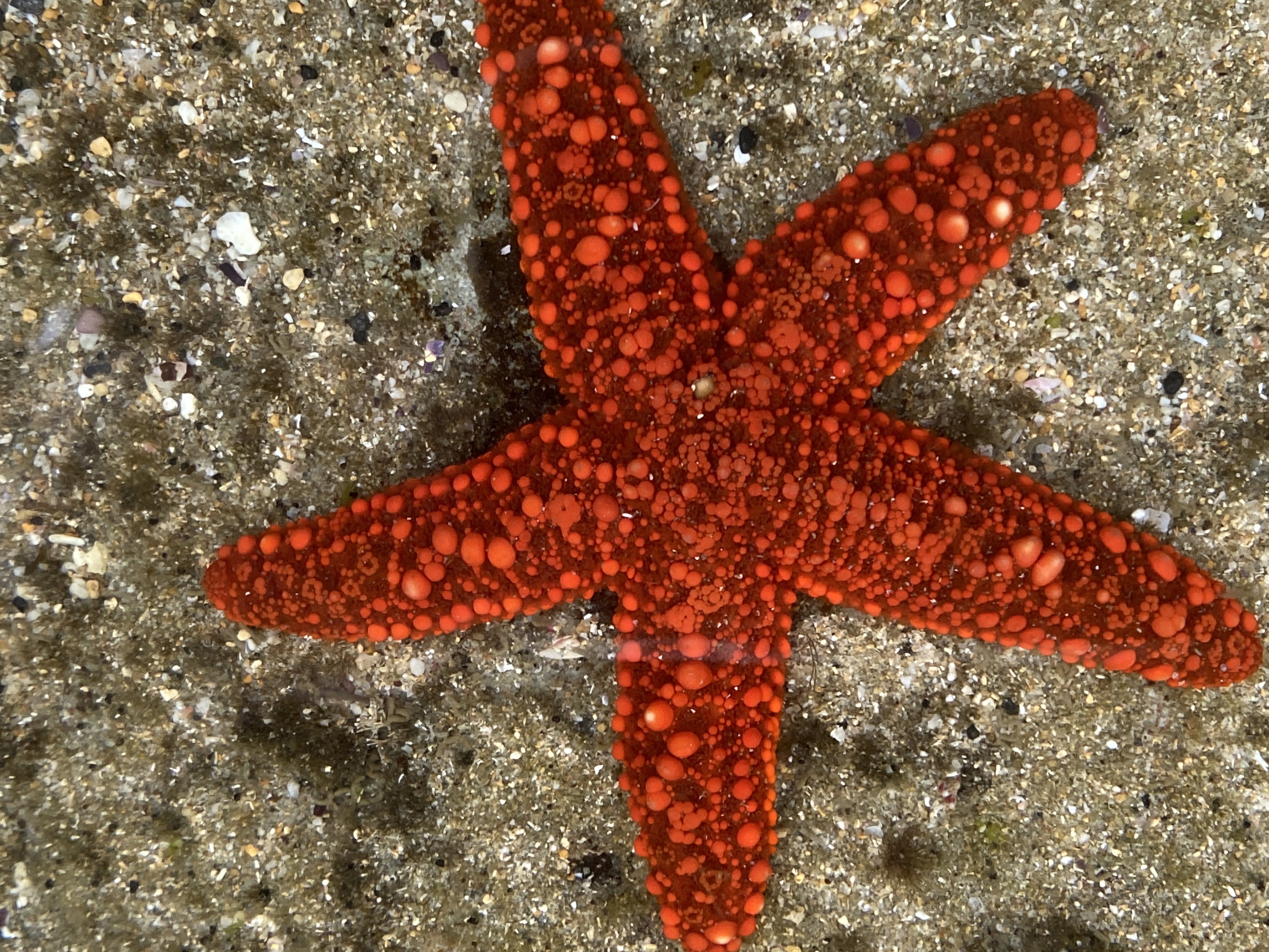 Backyard Zoology: rock pool finds