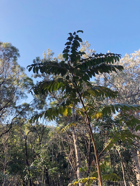 Tree of the Month: Red Cedar