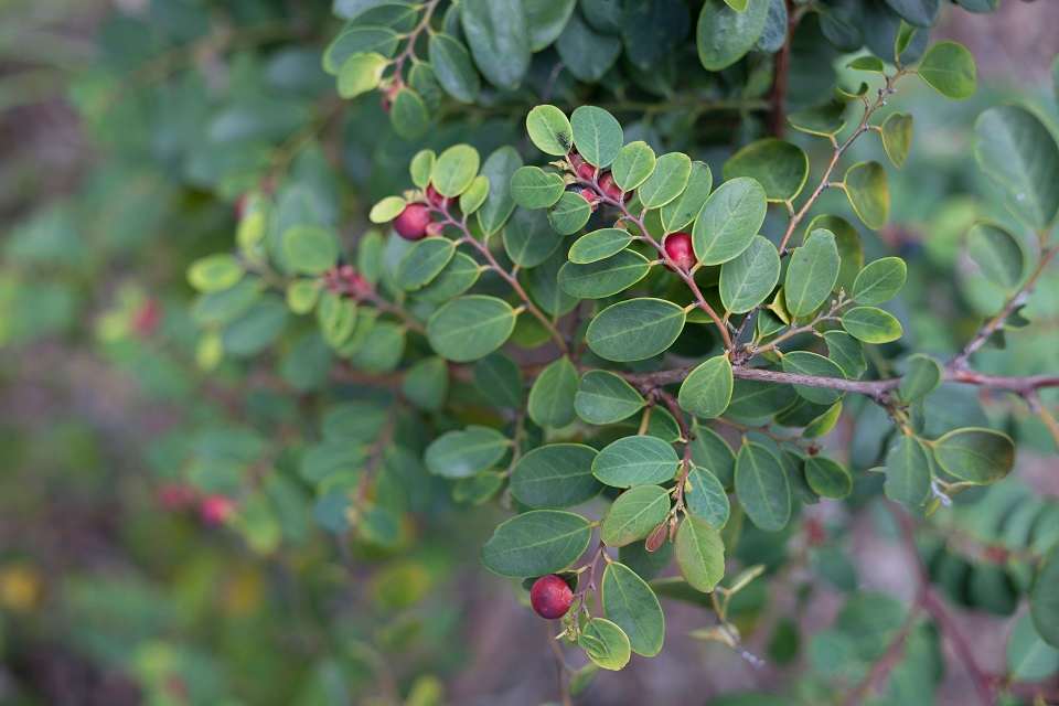 The foliage and ripe fruit of the Coffee Bush (Breynia oblongifolia). Perhaps this picture doesn't do the plant justice - there aren't as many ripe fruit as we sometimes see. But you can check out the colour of the fruit and the ornamental arrangement of the leaves along the stems. Image by Keith Horton. 