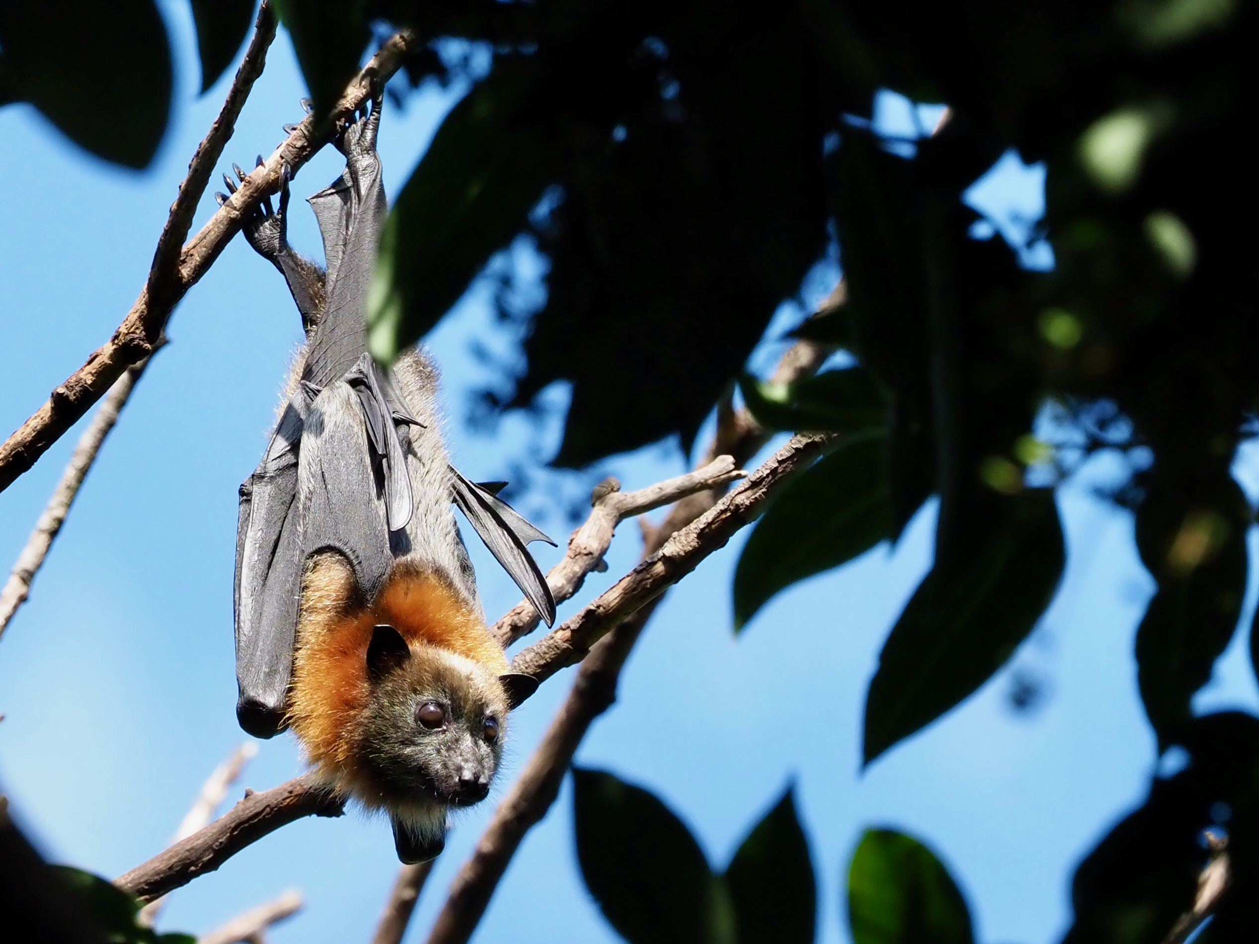 Nature Notes: 27th May