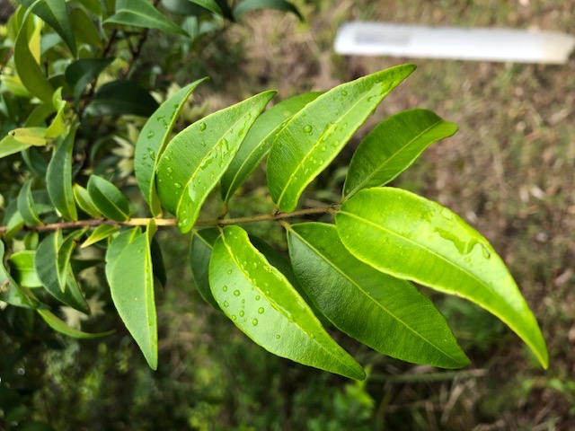 Backhousia myrtifolia (Grey Myrtle)