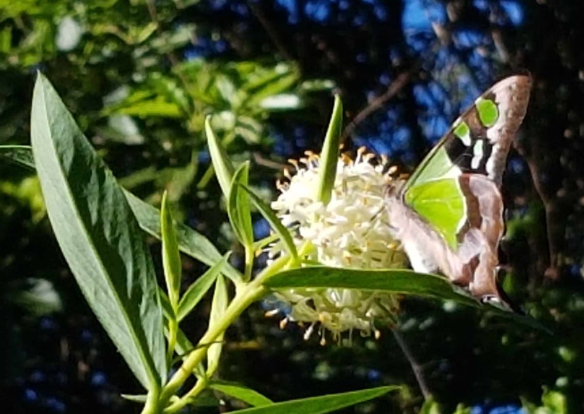 A Maclean's Swallowtail butterfly enjoying the nectar of the Tall Rice Flower. This butterfly skipped from flower to flower so quickly it was incredibly hard to photograph. But the keen eye and steady hand of Elena Martinez resulted in this shot. Image by Elena Martinez. 