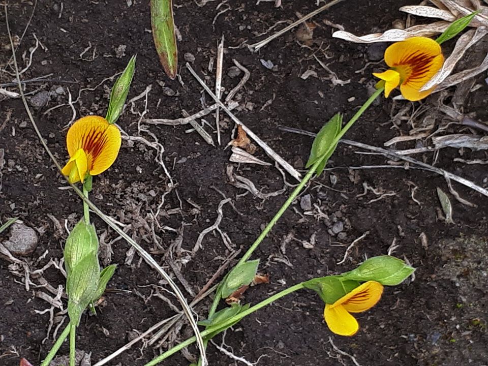 The gorgeous tiny flowers of Zornia (Zornia dyctiocarpa). This low-growing or slightly climbing pea plant is widespread but uncommon in the region. Image by Robert Miller. 