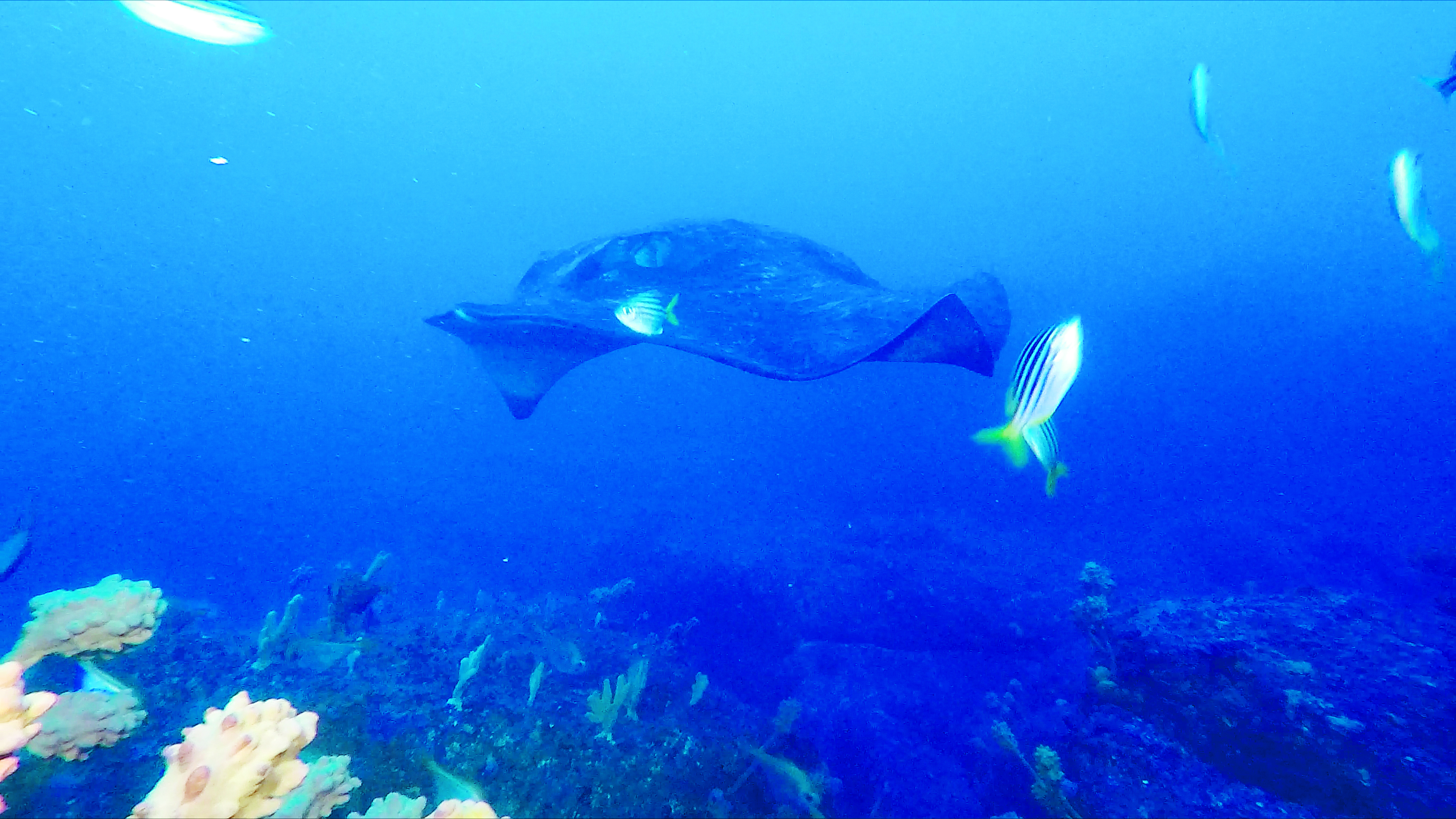 Hello Fish: Discovering Daringyan