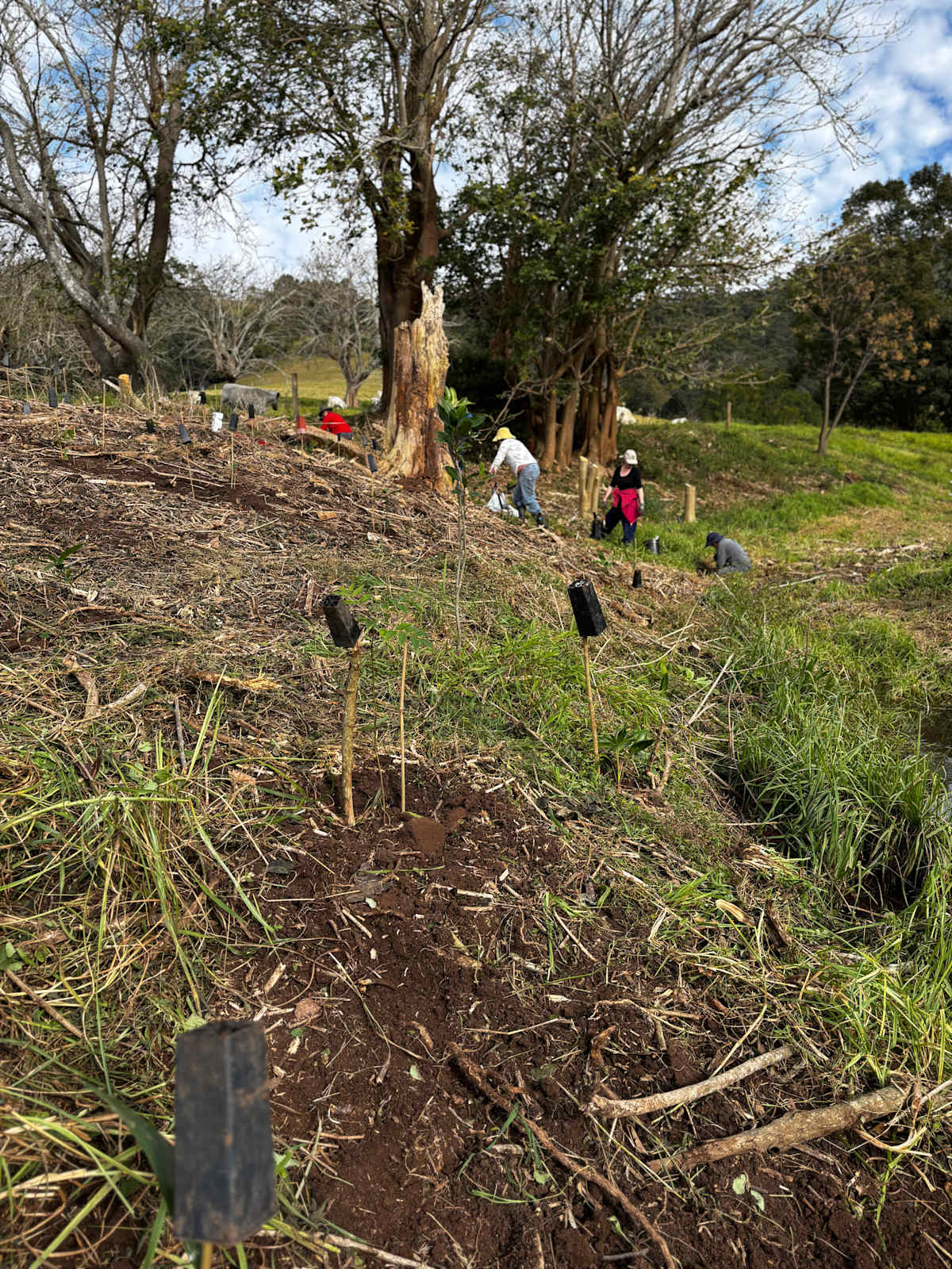 One of many recent planting events that will help hold together creek banks. Very heavy rains have already impacted this area, and more could be devastating. Image by Alison Windsor. 