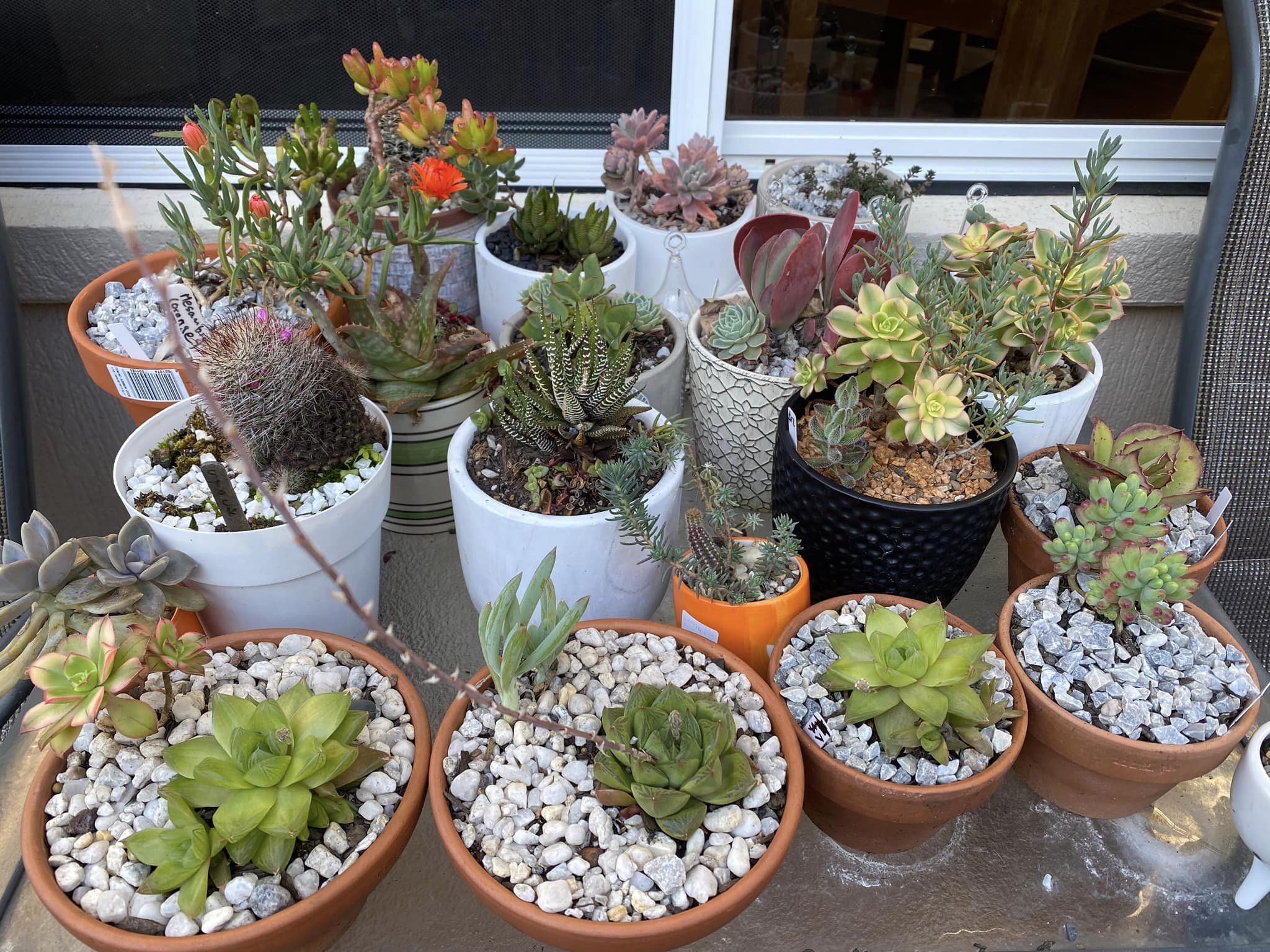 Shell Cove Community Garden grows friendship too  post image