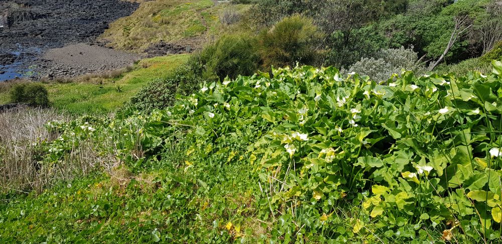 Arum Lily (Zantedeschia aethiopicum) is going on an absolute tear along local waterways. Western Australia has been warning about this weed since the 1980s, but we are still not paying sufficient attention now. Image by Meredith Hall. 