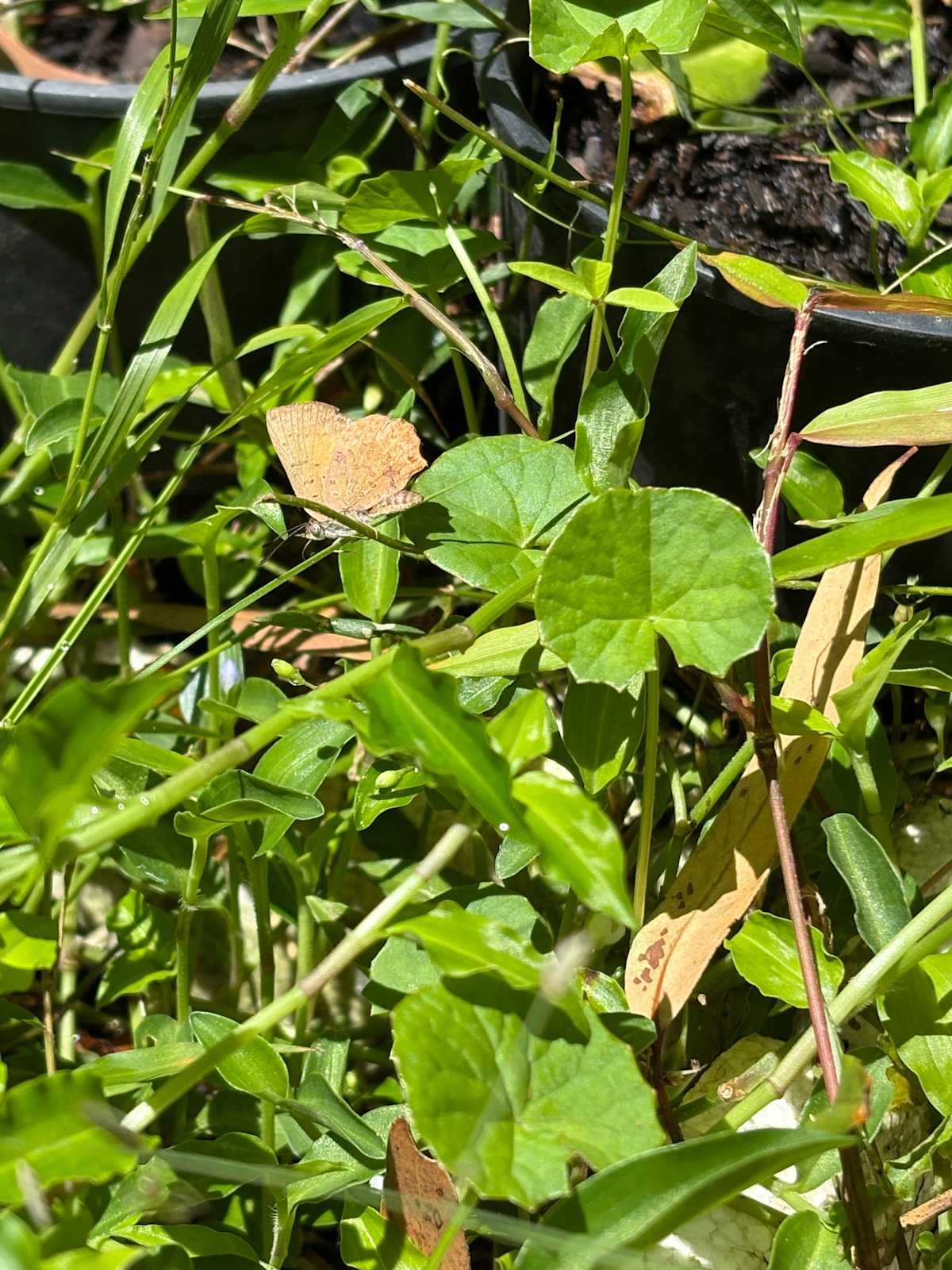 With the wings in closed position, the bright copper colours of this butterfly are invisible. But the beautiful tones and patterns of the underwing are beautiful in their own way too. Image by Emma Rooksby. 