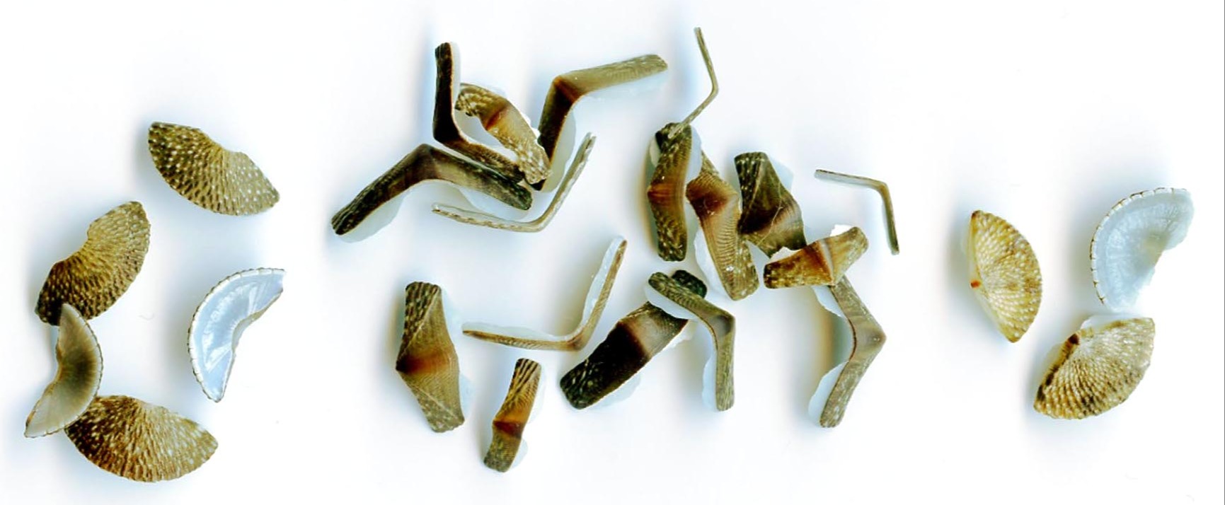 Meet the Molluscs with Butterfly Armour and Girdles