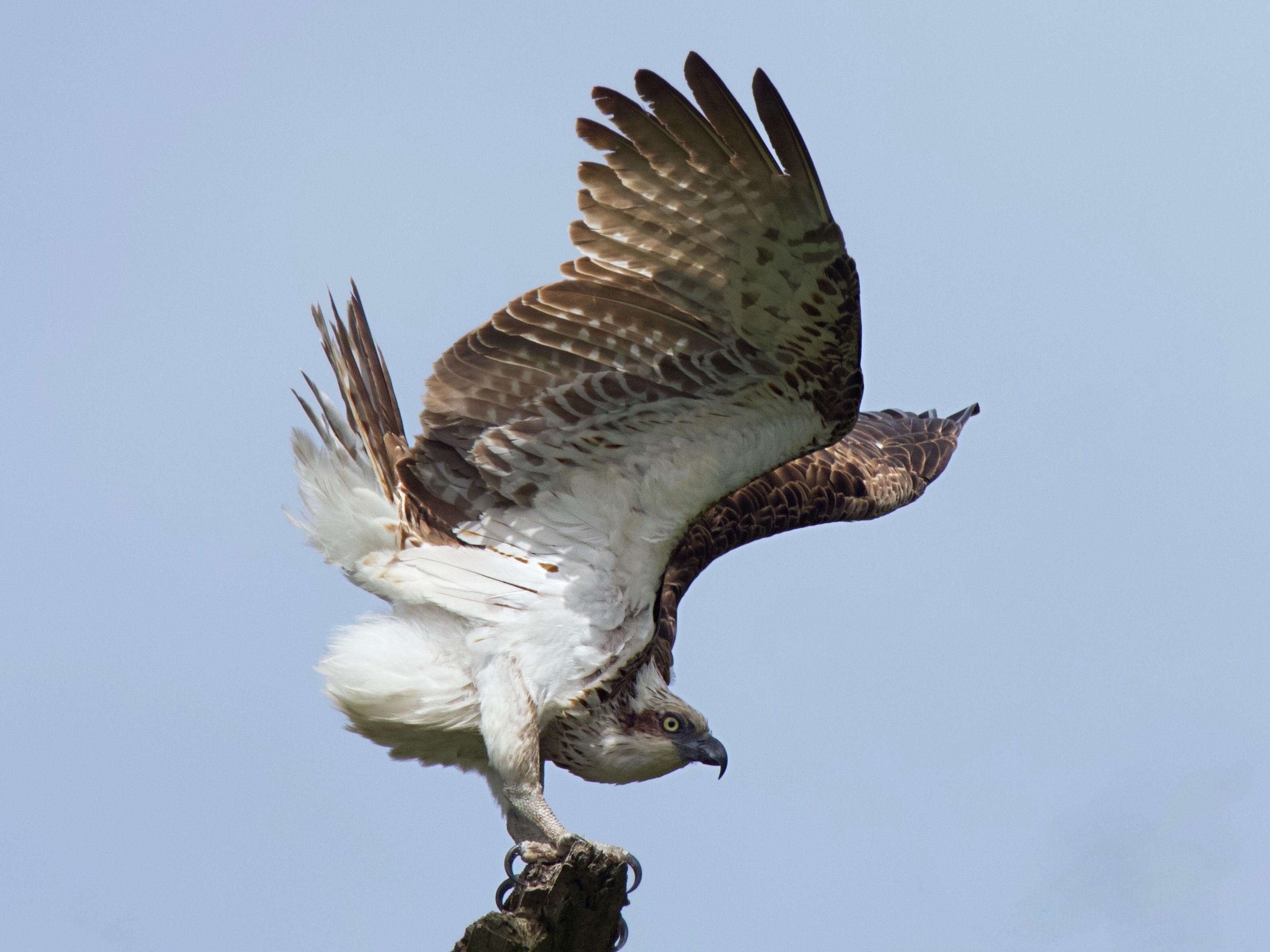 Beauty of the hunter