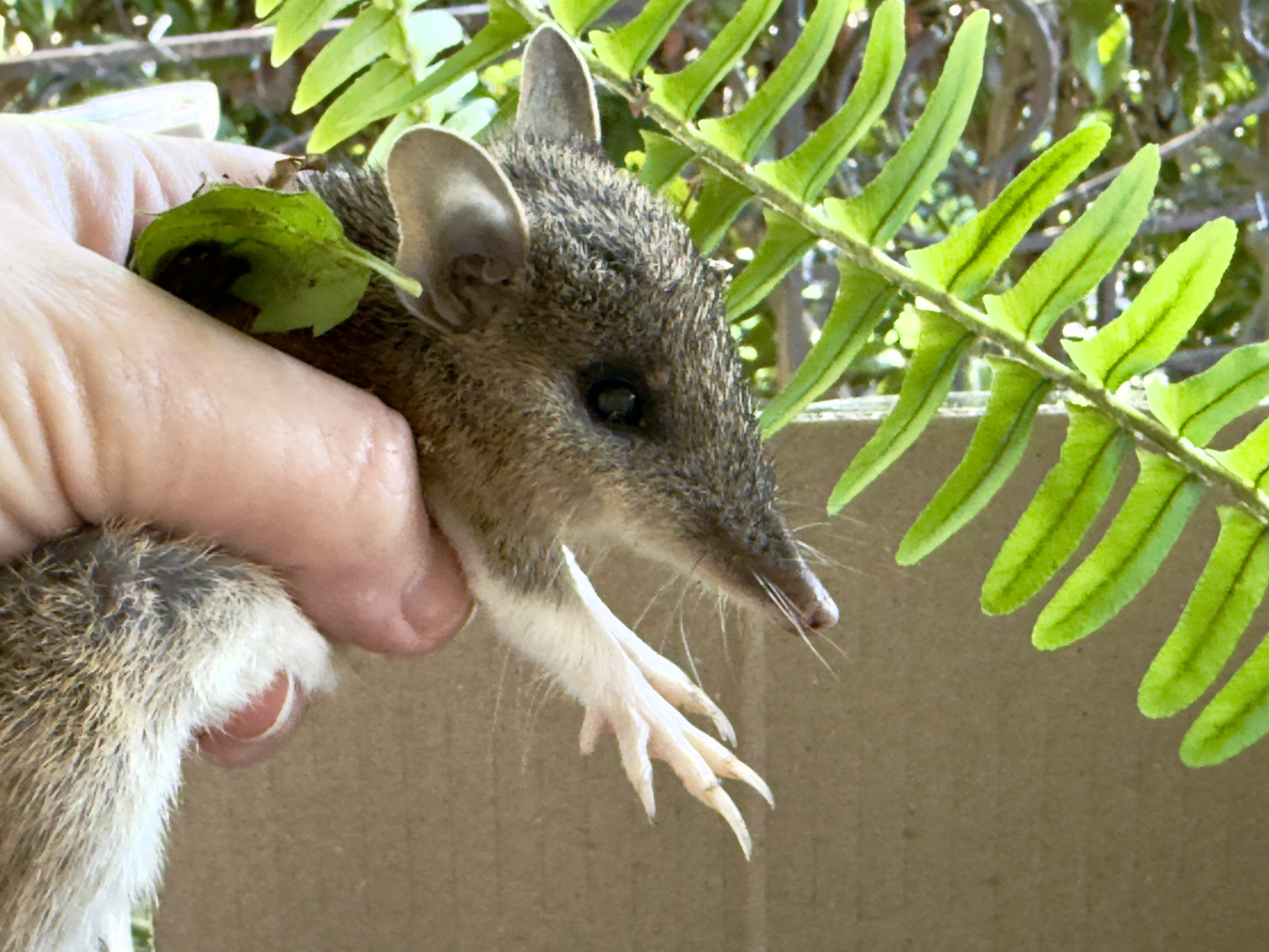 Backyard Zoology: A bandicoot in the hand is worth two in the bush