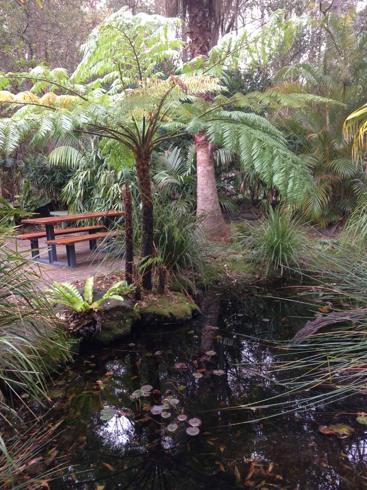 This frog pond at the University of Wollongong was designed to provide a range of habitats for local frogs. Deep and shallow water is present, and the fringing vegetation is comprised of all local native species, with a mix of small, medium and larger plants. Image by Emma Rooksby. 