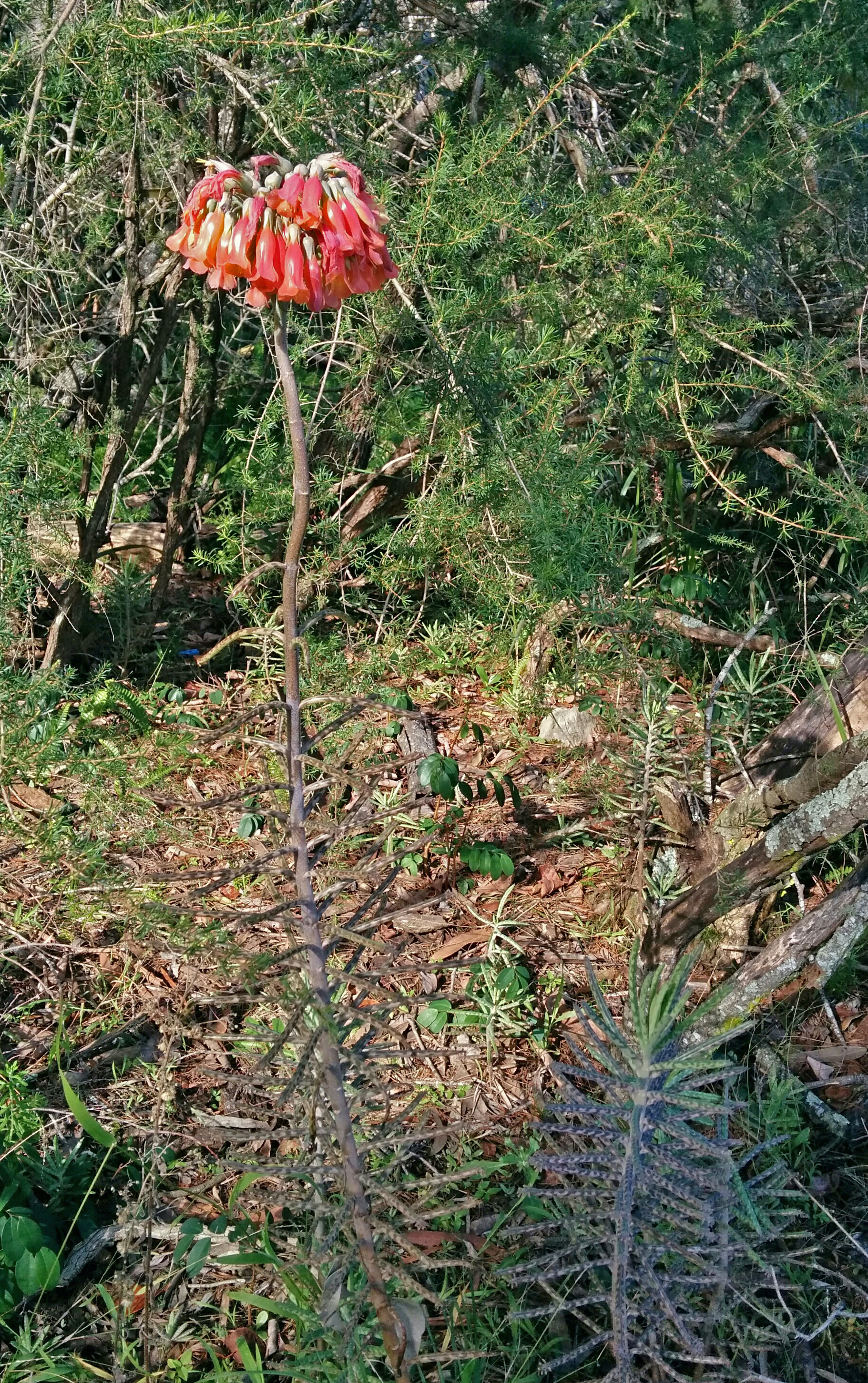 Watch out for Mother-of-millions