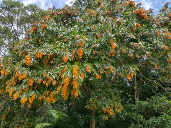 Heavy fruiting Koda (Ehretia acuminata), closeup. Image by Scott Miller ©.