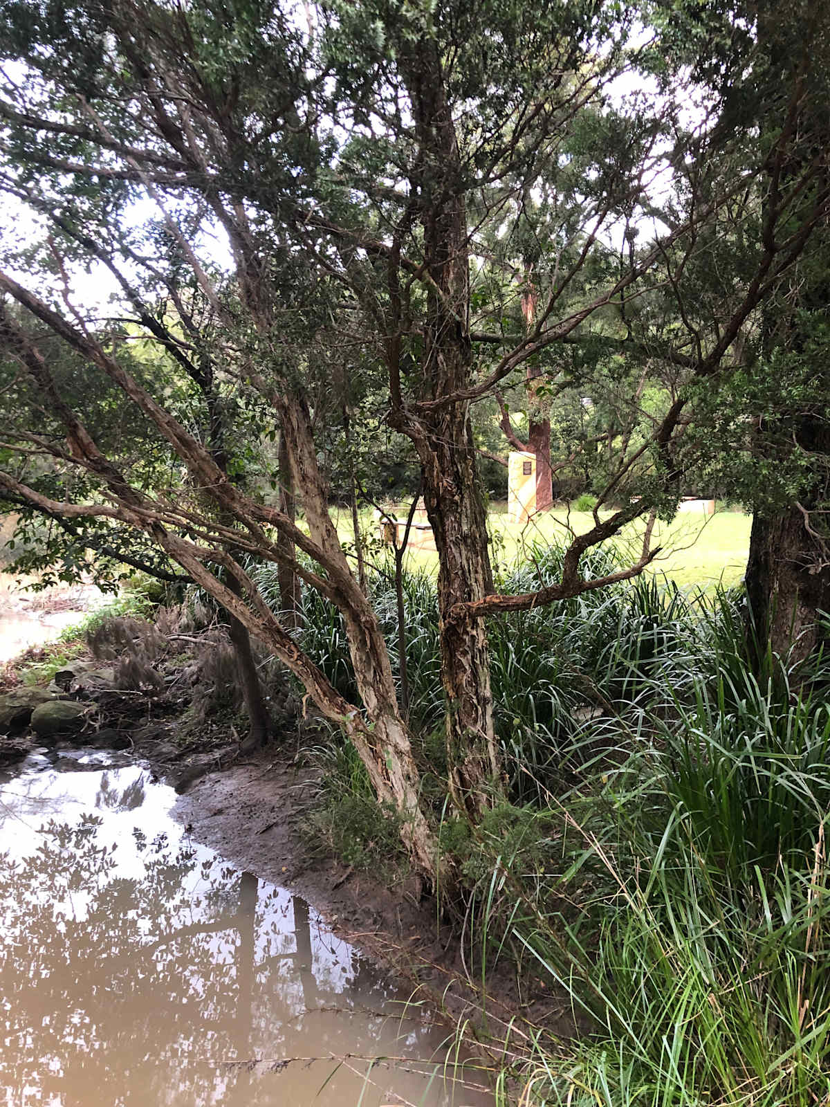 A reconstructed waterway running through the University of Wollongong grounds. Image by Emma Rooksby.