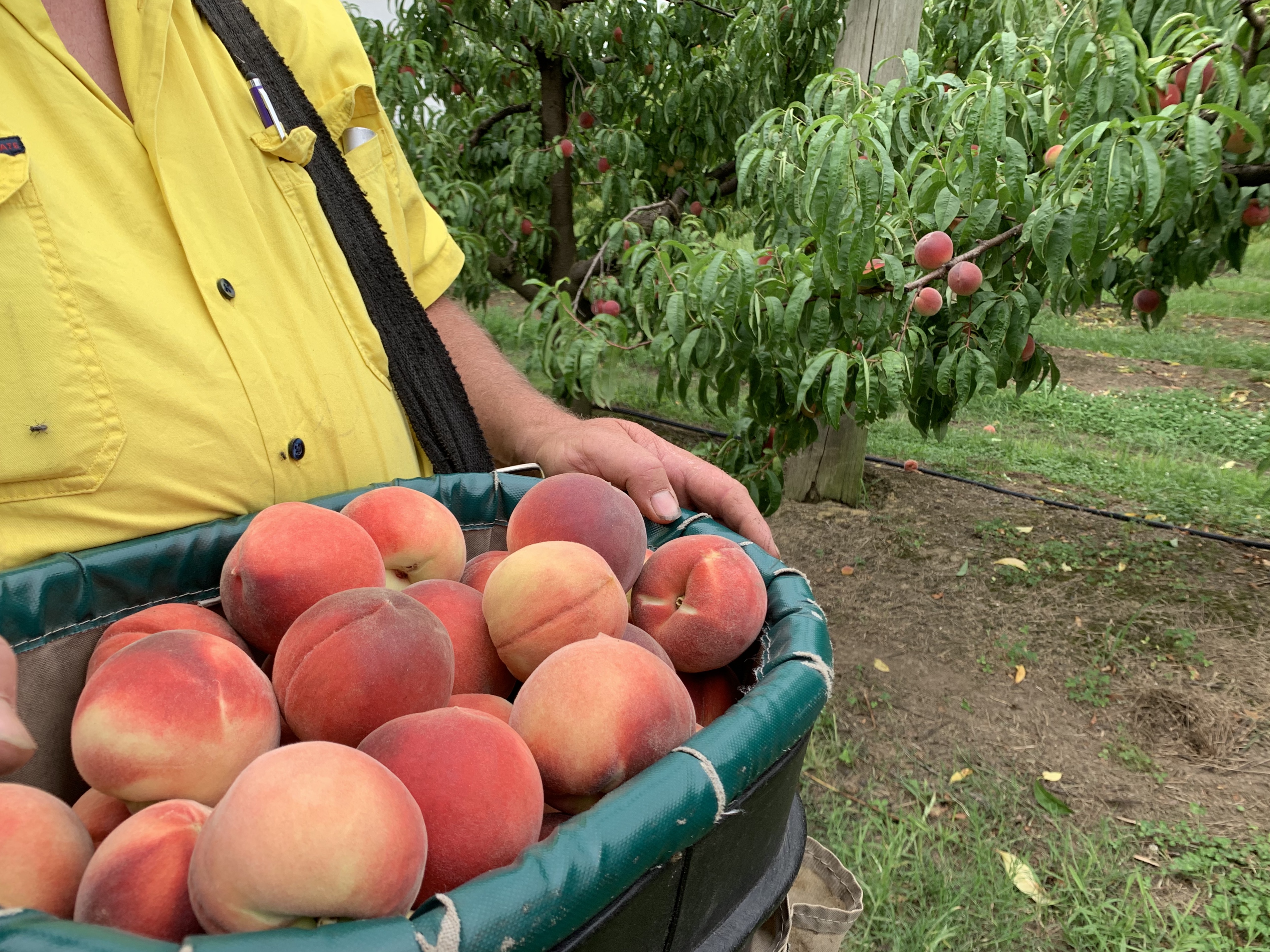 What’s in season in November  post image