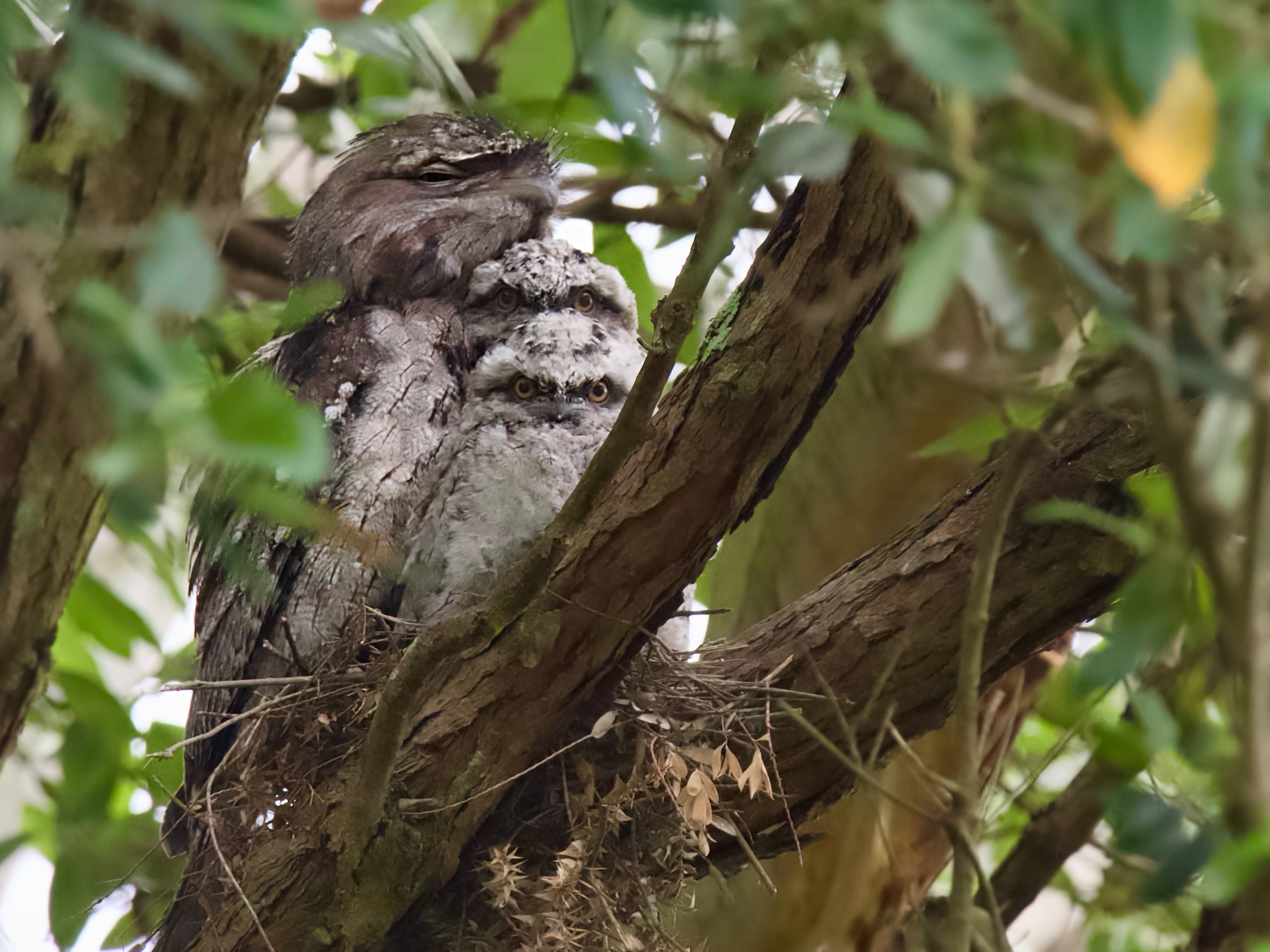 Births, deaths and marriages: the perils of nature watching