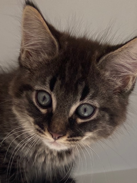 Ezra needs a home!  post image