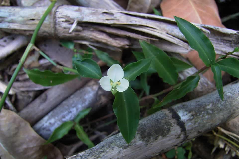 Twin-flowered Aneilema (Aneilema biflorum) is the smaller and daintier of the two Aneilema species that occur in Illawarra (and elsewhere in NSW). Image by Barry Valley.  All rights reserved. 