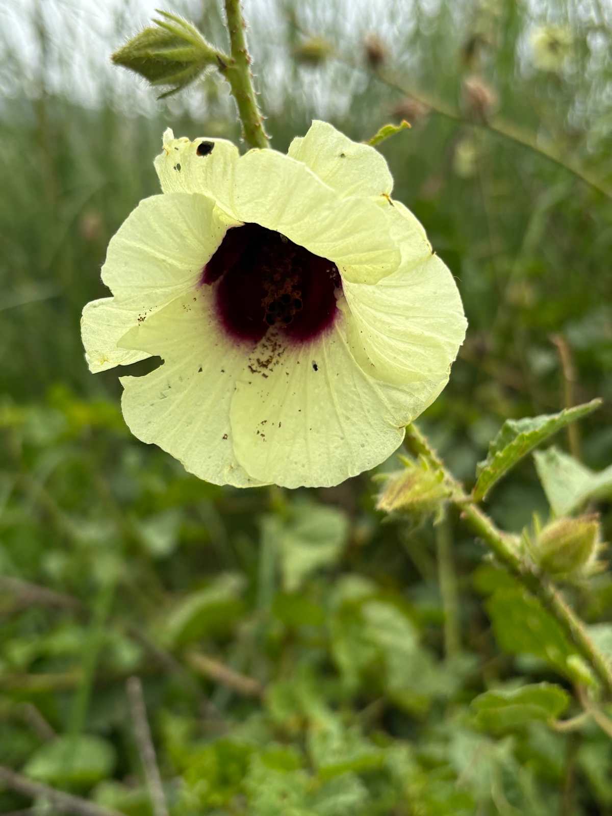 Tiny insects appearing on the flowers of Swamp Hibiscus (Hibiscus diversifolius). Image by Emma Rooksby. 
