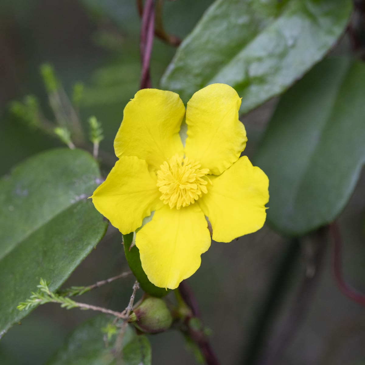 The brilliant bright yellow flowers of Twining Guinea Flower (Hibbertia dentata) are in evidence now in forest and woodland around Illawarra. The flowers contrast with the soft felty leaves. Image by Keith Horton. 