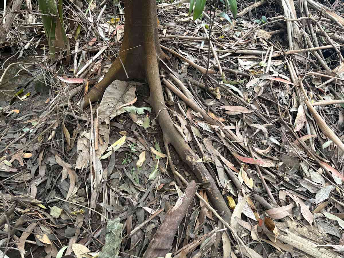 The spreading roots of Sandpaper Fig (Ficus coronata) help stabilise the surrounding soil and slow erosion. This specimen has stood for many years in a dry creek bed that experiences occasional torrential conditions. Image: Emma Rooksby