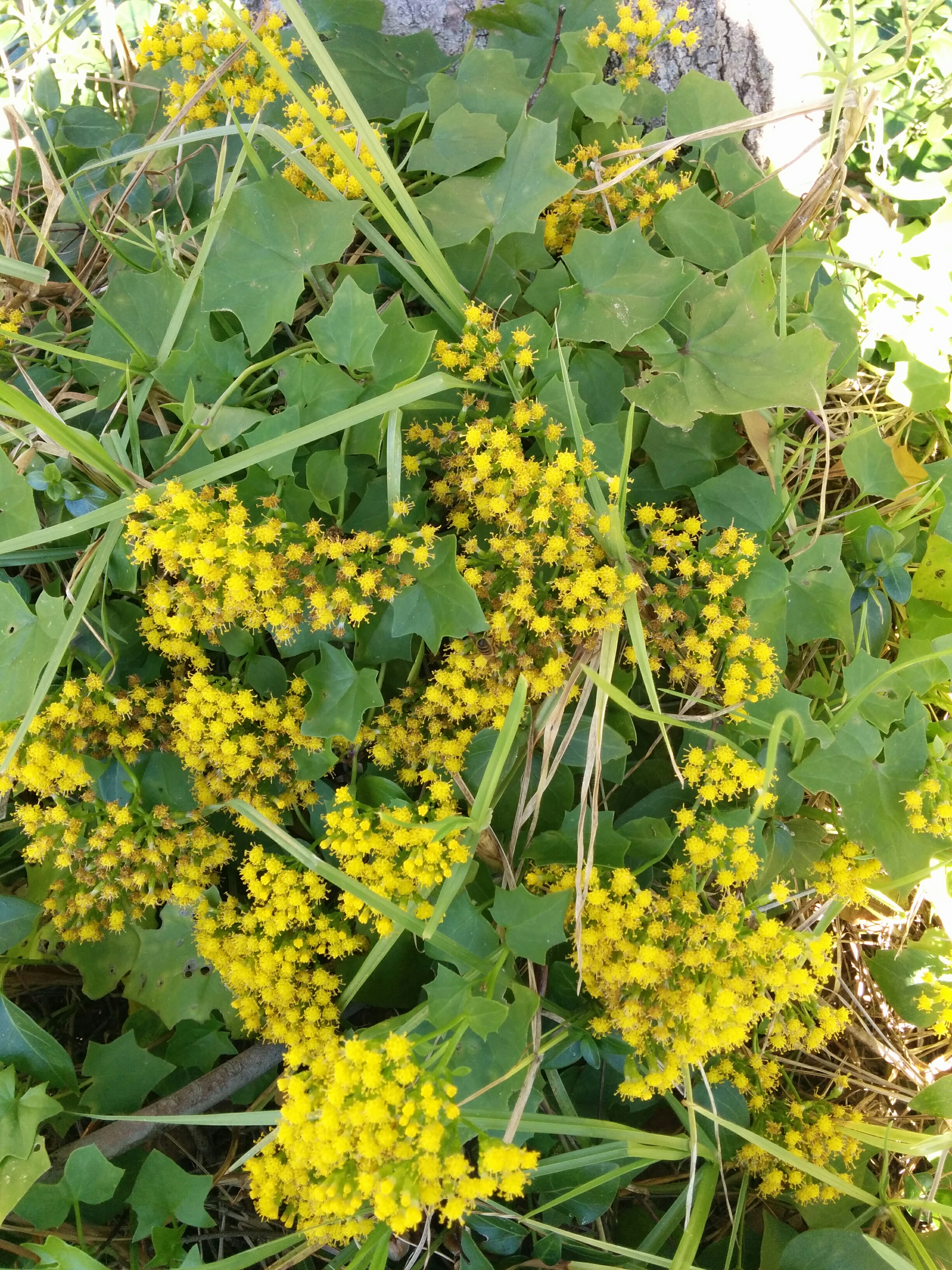 Watch out for Cape ivy