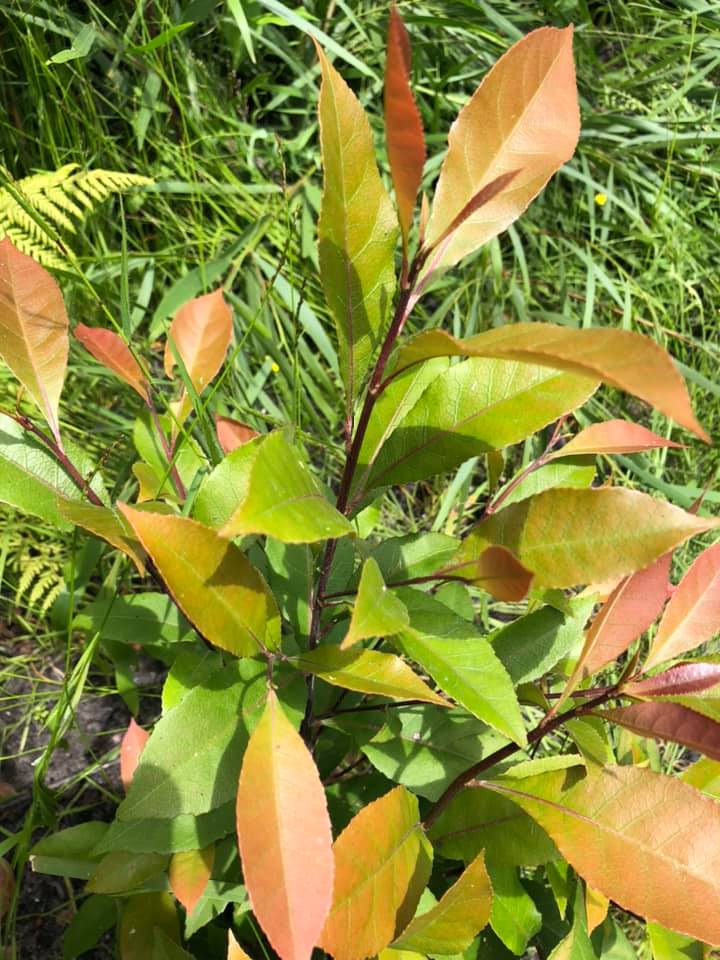 See Banksia Bushcare on 'Gardening Australia'