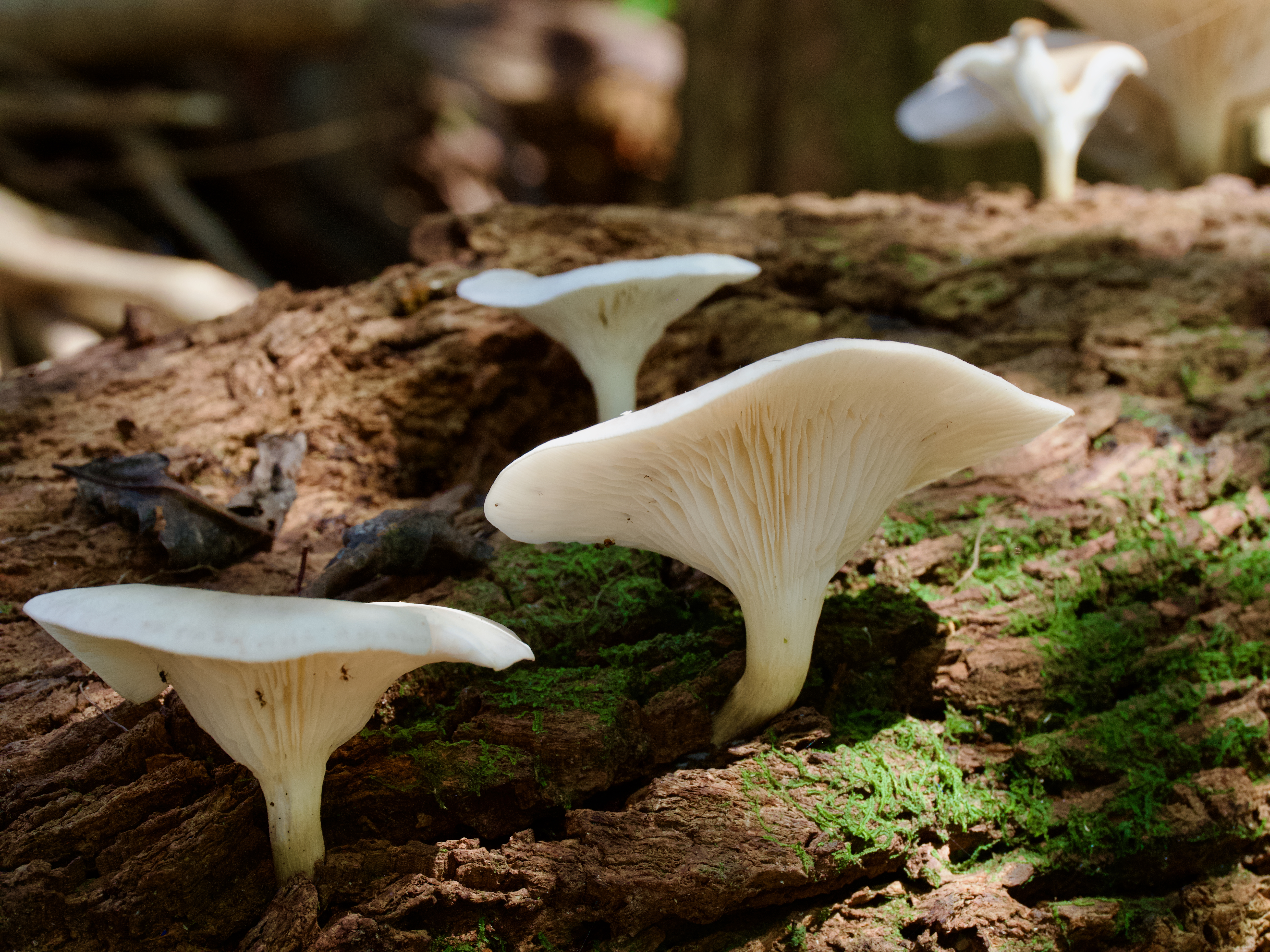 On the hunt for unseasonable ghosts