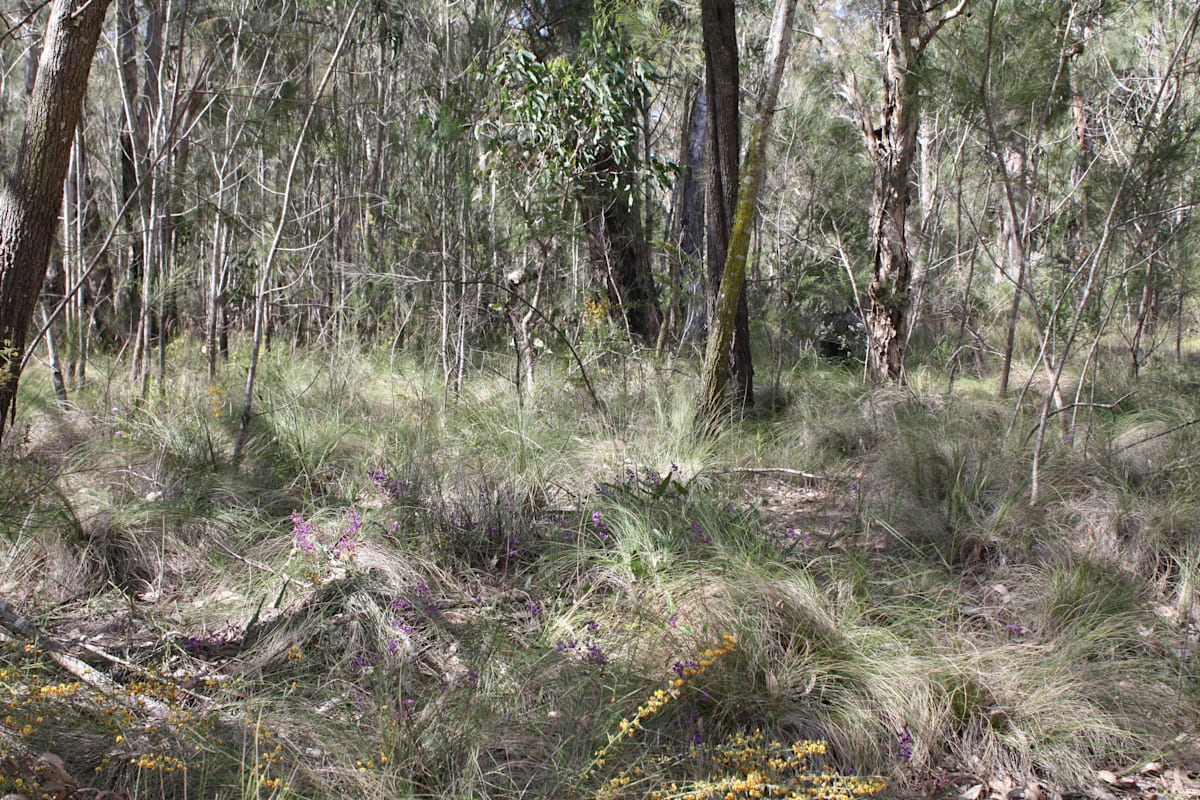 Could this be Eastern Australian Underground Orchid habitat? The species has not yet been recorded on the coastal plain in the Illawarra region, but is predicted to occur here. Image of Illawarra Lowlands Grassy Woodland at Croome. Image by Emma Rooksby. &nbsp;