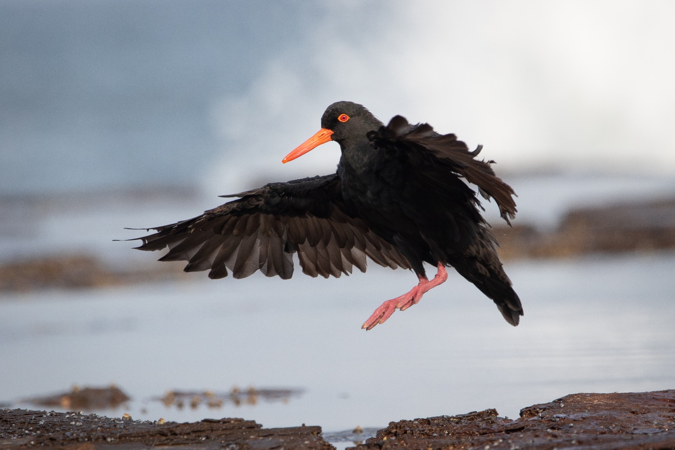 Bird of the Month: Sooty Oystercatcher  post image