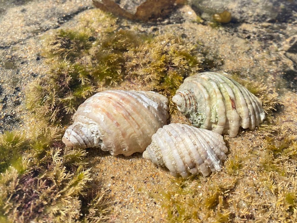 The cart-rut shell: a common local you’ve definitely seen before post image