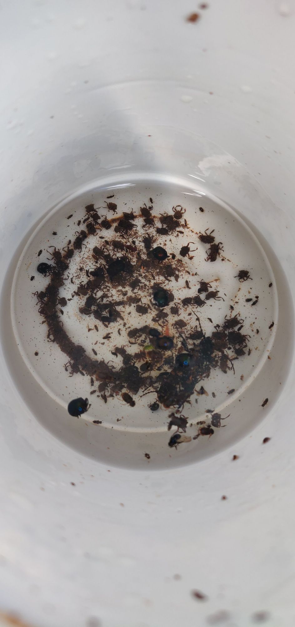 Beetling About: Mysteries of the organism post image