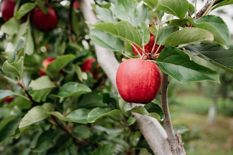 What's in season in June post image