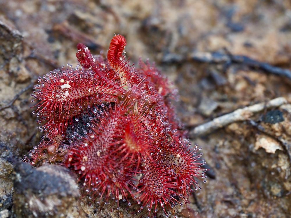 Nature Notes: Meat-eating plants in flower post image