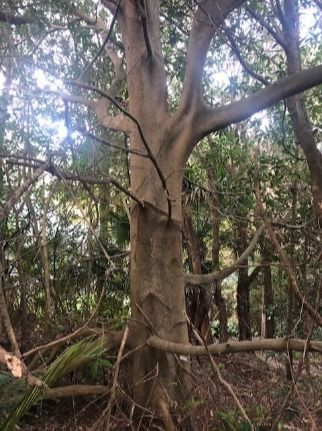Banksia Bushcare's Tree of the Month: Port Jackson fig post image