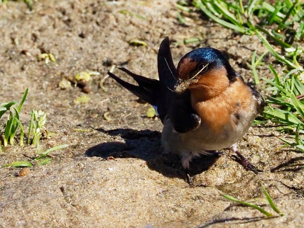 Backyard Zoology: Welcome Swallows post image