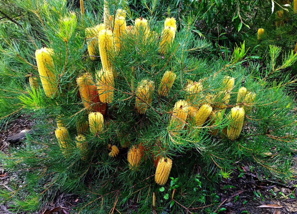 Autumn at the Grevillea Park post image